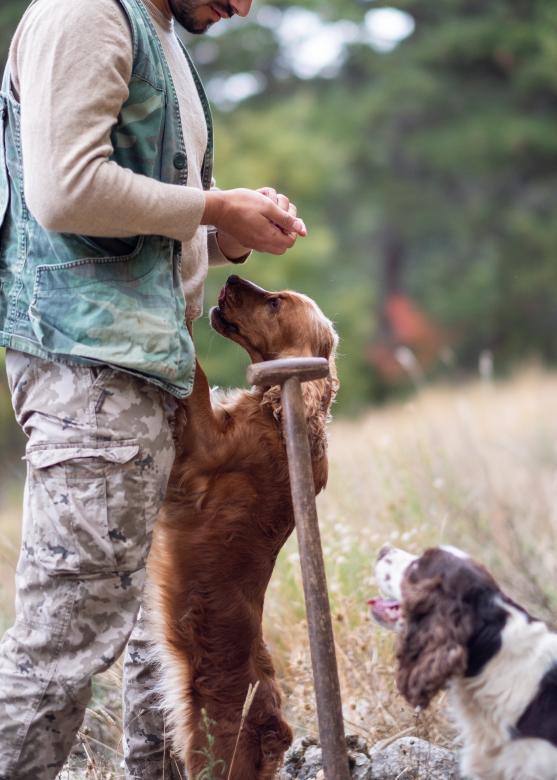 Free stock image of Hunting dogs created by Matt Bango