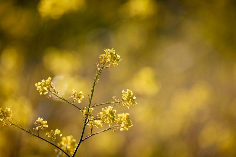 Free stock image of Yellow wildflowers created by Matt Bango