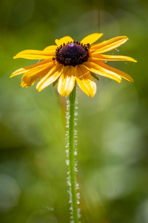 Free stock image of Daisy created by Matt Bango