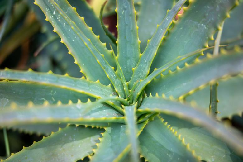 Free stock image of Aloe plant created by Matt Bango
