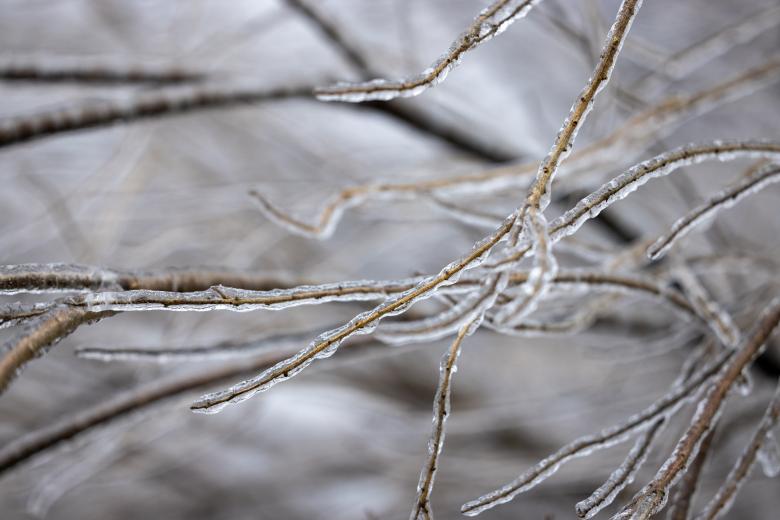 Free stock image of Frozen branches created by Matt Bango