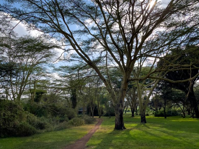 Free stock image of Lush trees created by Matt Bango