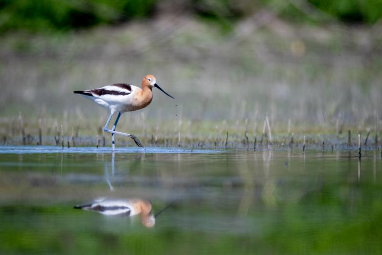 Free stock image of Bird in marsh created by Matt Bango