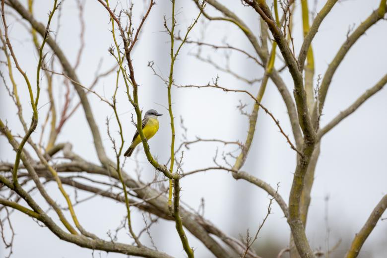 Free stock image of Perched bird created by Matt Bango