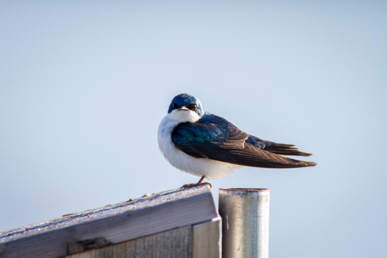 Free stock image of Perched bird created by Matt Bango