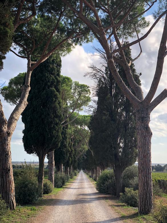 Free stock image of Scenic dirt road created by Matt Bango