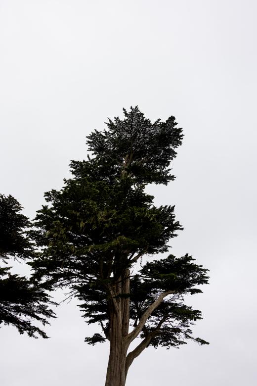Free stock image of Cypress tree created by Matt Bango