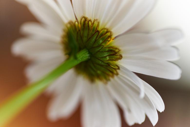 Free stock image of Abstract macro flower created by Secret Agency