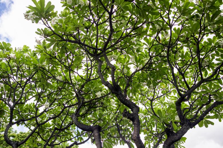 Free stock image of Trees looking up created by Matt Bango
