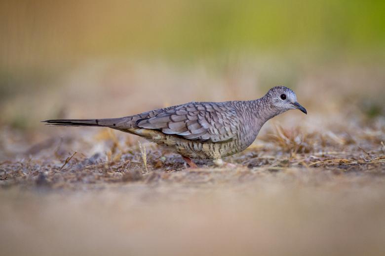 Free stock image of Dove created by Matt Bango
