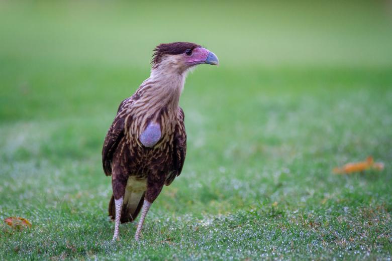 Free stock image of Standing bird created by Matt Bango