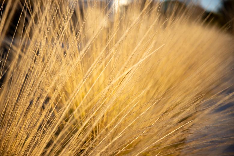 Free stock image of Tall dry grass created by Matt Bango