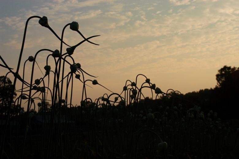 Free stock image of Garden plants created by Secret Agency