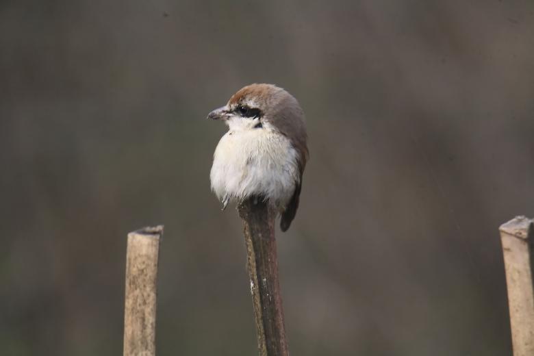 Free stock image of Bull headed shrike created by sylvester alphonso