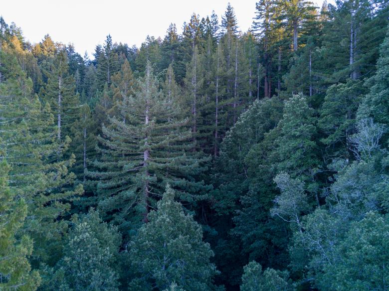 Free stock image of Green forest created by Matt Bango