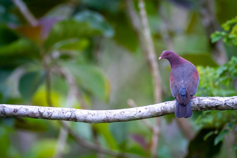 Free stock image of Perched bird created by Matt Bango