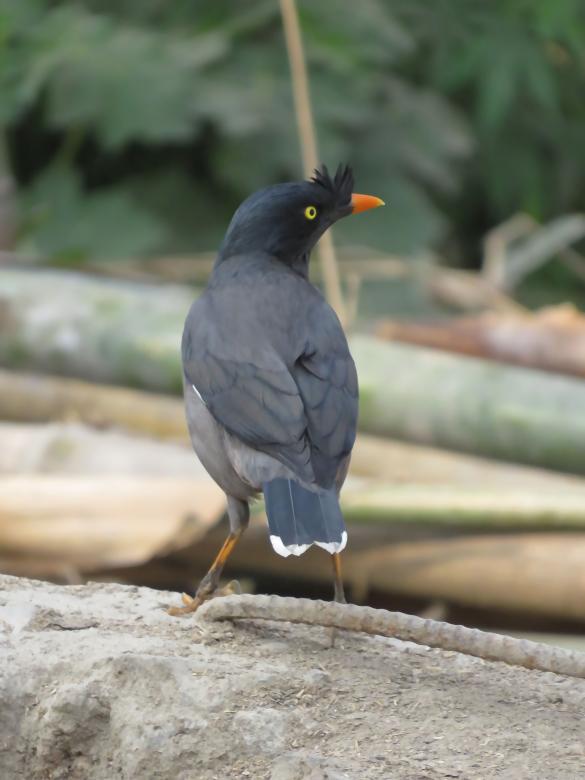 Free stock image of Jungle myna created by sylvester alphonso