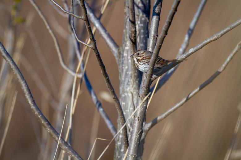 Free stock image of Perched sparrow created by Matt Bango