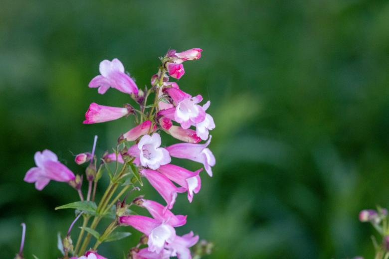 Free stock image of Pink wildflowers created by Matt Bango
