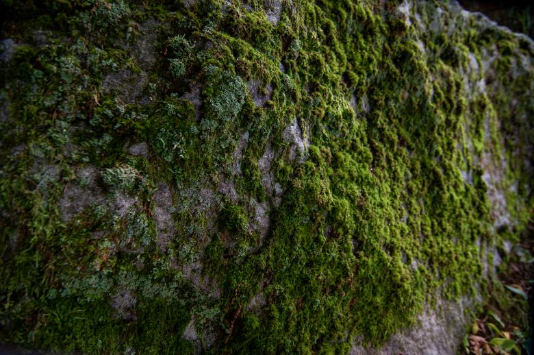 Free stock image of Mossy background created by Matt Bango