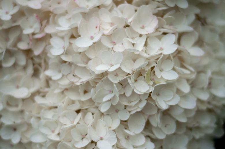 Free stock image of White macro flowers created by Matt Bango