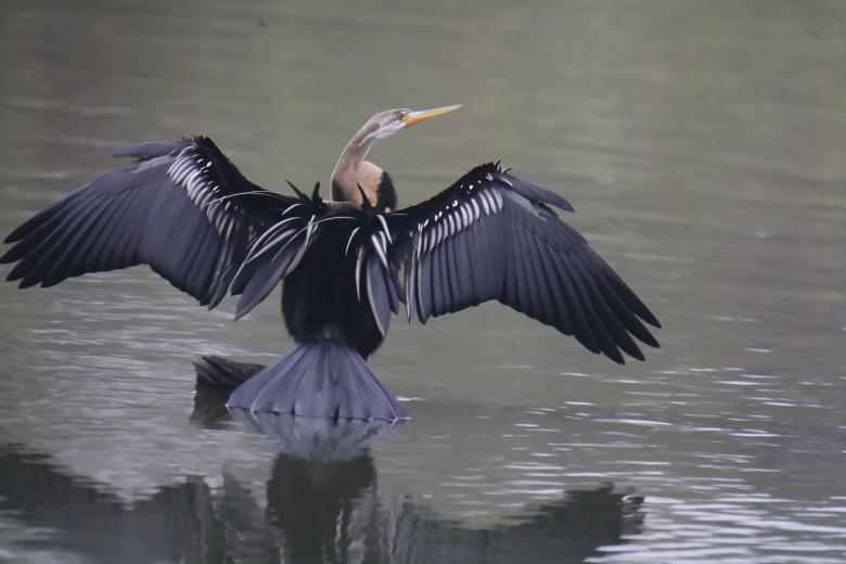 Free stock image of Water bird created by sylvester alphonso