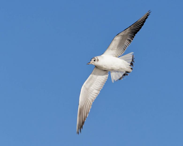 Free stock image of Black-headed Gull created by Geoffrey Whiteway