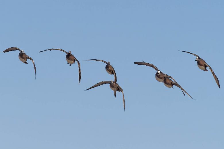 Free stock image of American Wigeon created by Geoffrey Whiteway