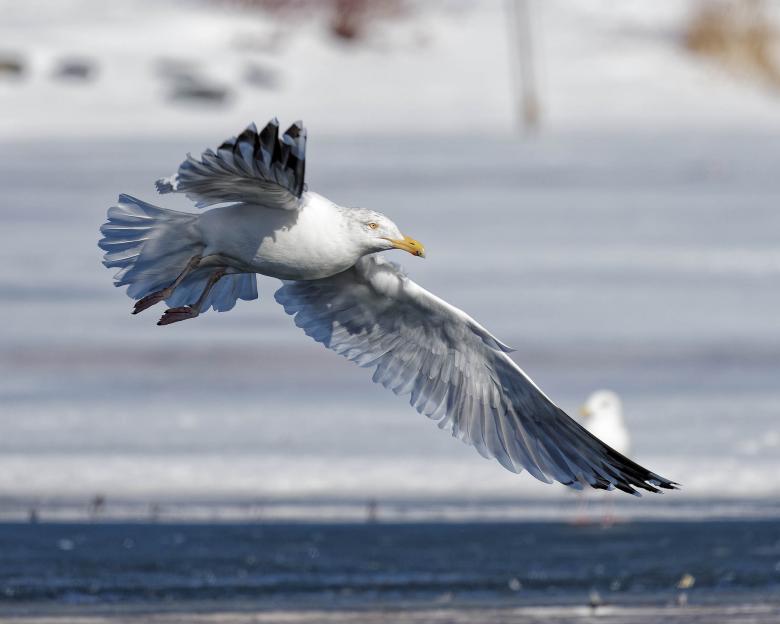 Free stock image of Seagull in flight created by Geoffrey Whiteway
