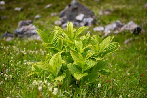Free Stock Photo of Wild green plant