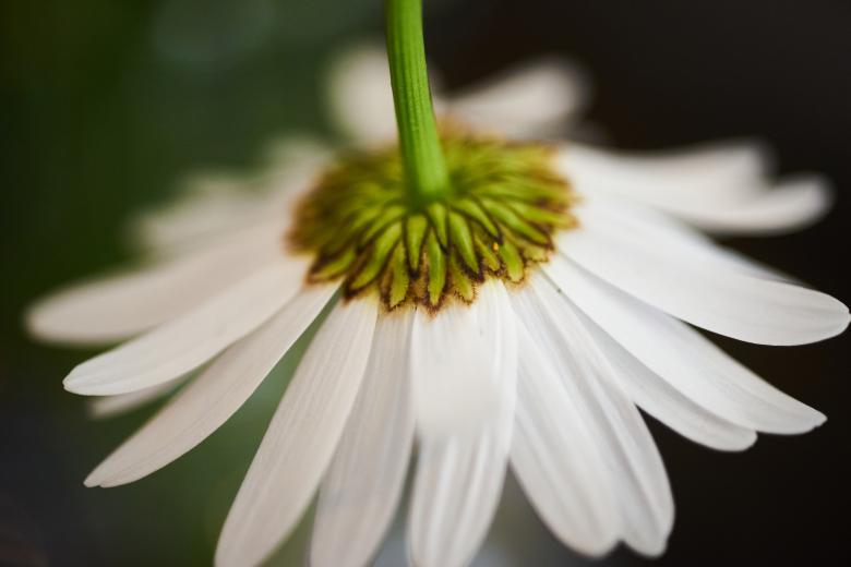 Free stock image of Flower abstract created by Secret Agency