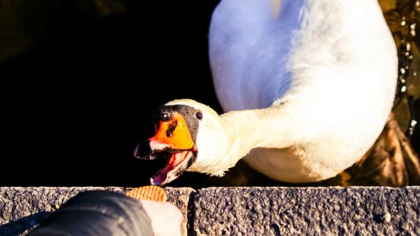 Duck