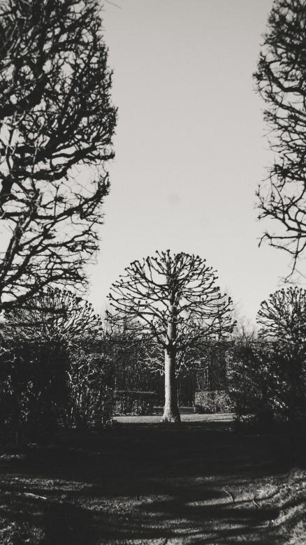 Free stock image of Lone tree created by Daria Chemeris