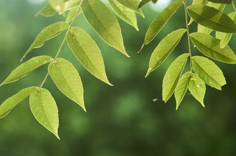 Free stock image of Green plant leaves created by Secret Agency