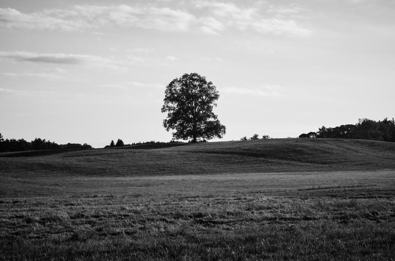 Free stock image of Lone Tree created by Secret Agency