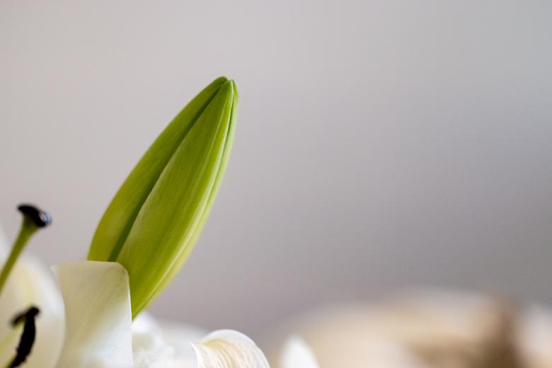 Free stock image of Spring plant bud created by Matt Bango