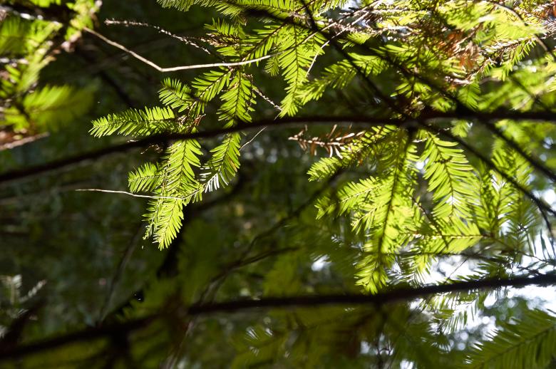 Free stock image of Sun through branches created by Secret Agency
