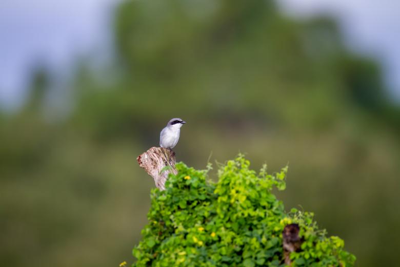 Free stock image of Perched bird created by Matt Bango