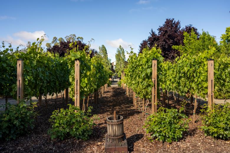 Free stock image of Wine vineyard created by Matt Bango