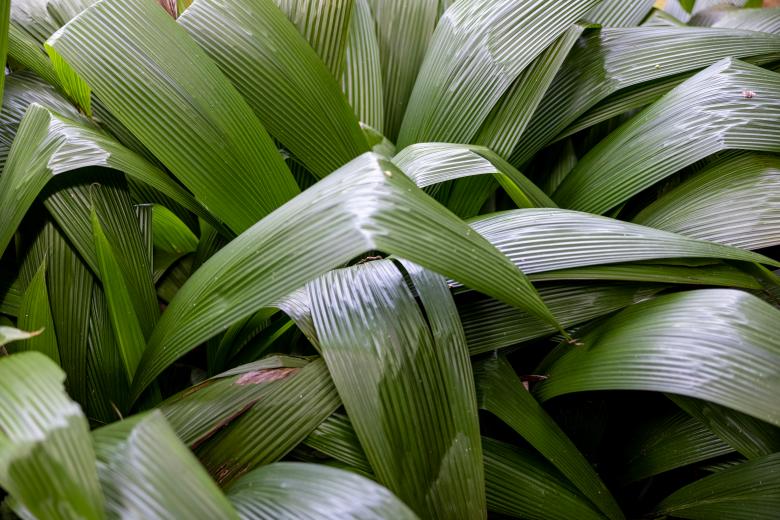 Free stock image of Green plant leaves created by Matt Bango