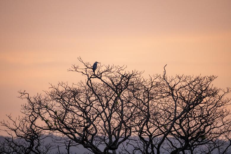 Free stock image of Bird in tree created by Matt Bango