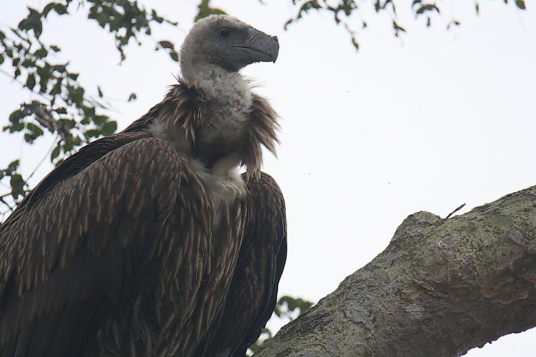 Free stock image of Himalayan vulture created by sylvester alphonso