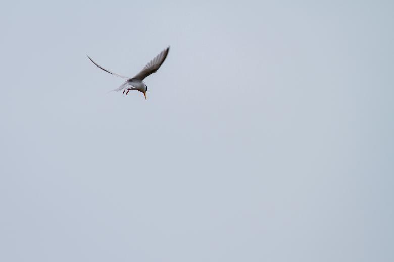 Free stock image of Flying bird created by Matt Bango