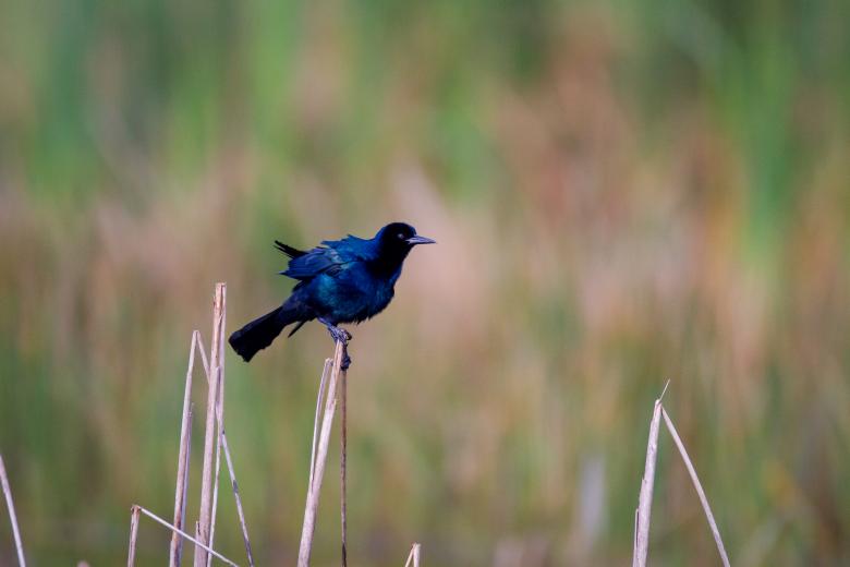Free stock image of Perched Blackbird created by Matt Bango