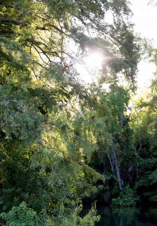 Free stock image of Sun through trees created by Matt Bango