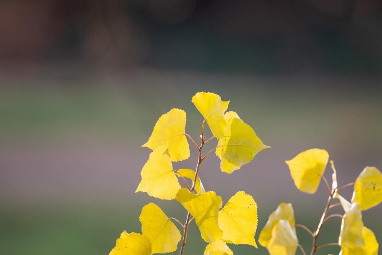 Free stock image of Yellow plant leaves created by Matt Bango