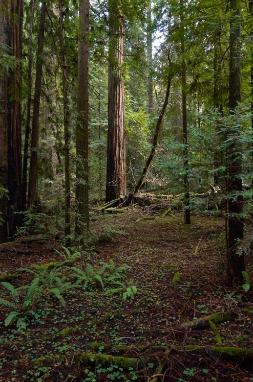 Free stock image of Scenic forest path created by Secret Agency