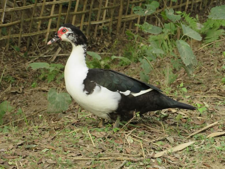 Free stock image of Muscovy duck created by sylvester alphonso