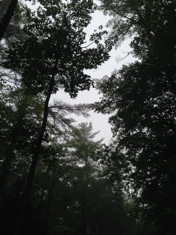 Free stock image of Moody forest created by Secret Agency