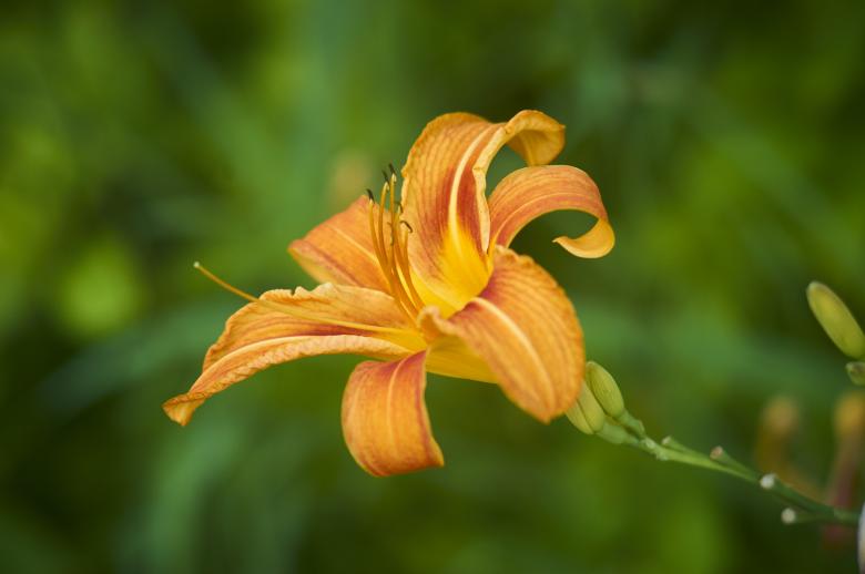 Free stock image of Daylily Wildflower created by Secret Agency